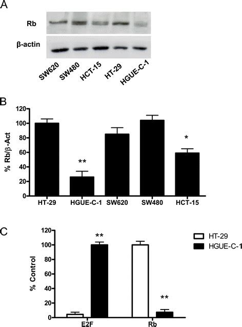 Retinoblastoma Rb Protein Expression And Activity Hgue C 1 And