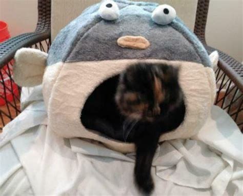 Kawaii Fish Cat Bed – barkermeow