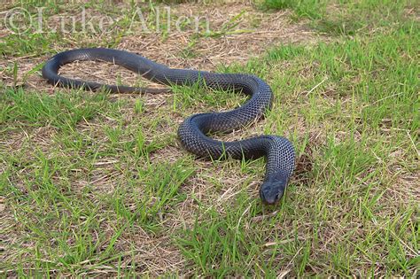 Papuan Blacksnake Pseudechis Papuanus Saibai Island Tor Flickr