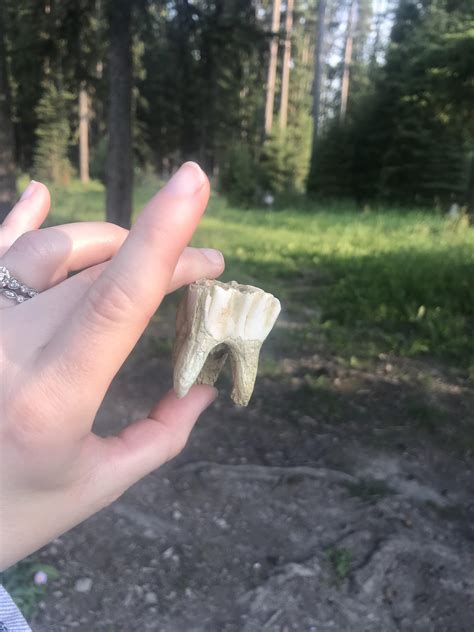 Found a moose tooth in the creek : r/mildlyinteresting