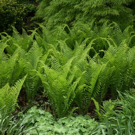 Ostrich Fern | Indy Plants