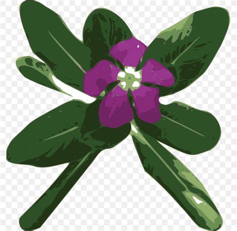 Myrtle Madagascar Periwinkle Greater Periwinkle Clip Art Png