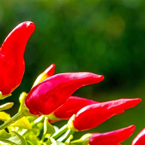 Pepper Seeds - Hot - Fresno Chili - 0.25 Oz ~1,250 Seeds - Capsicum