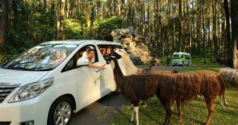 Paket Tour Taman Safari Dari Bandung
