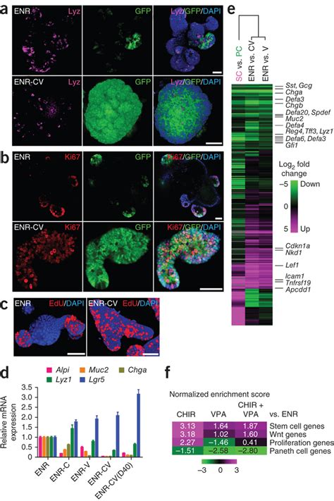 The Combination Of CHIR And VPA Maintains The Stem Cell State Of Lgr5