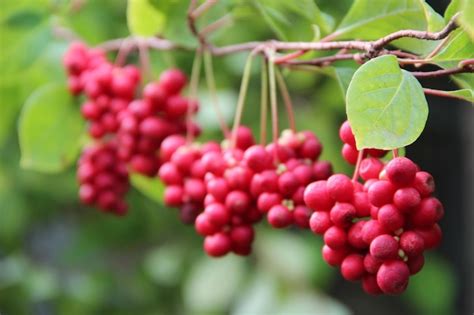 Schizandra Images - Free Download on Freepik