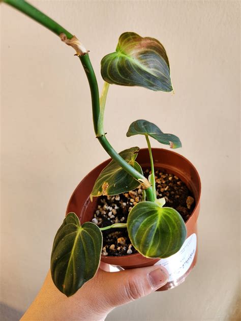 Philodendron melanochrysum 'Black Gold Philo' | Fancy Plants Seattle