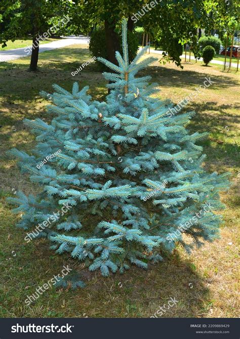 Kaibab Blue Spruce Picea Pungens Beautifully Stock Photo 2209869429 ...