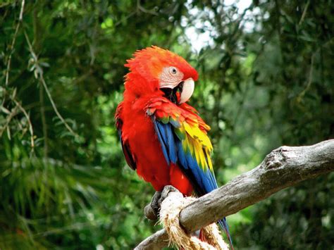 Arara Vermelha é Nativa Do Panamá Brasil Paraguai E Argentina