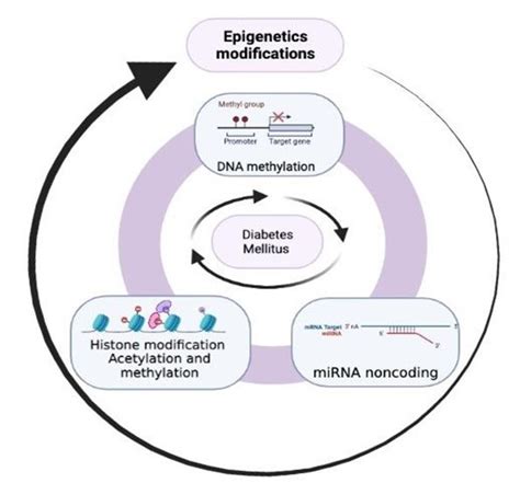 Epigenetics in Obesity and Diabetes Mellitus: New Insights