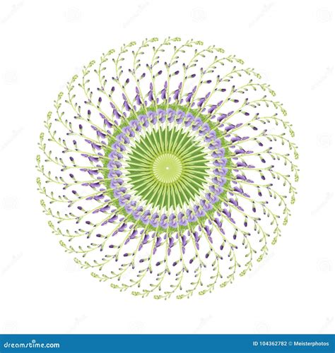 Baptisia Flowers Stock Illustrations – 2 Baptisia Flowers Stock