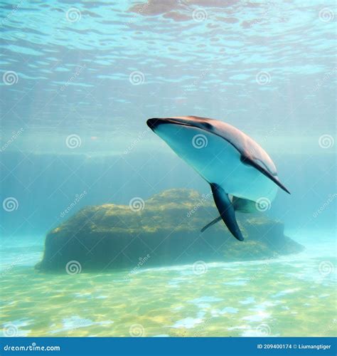 Atlantic White Sided Dolphin Tail