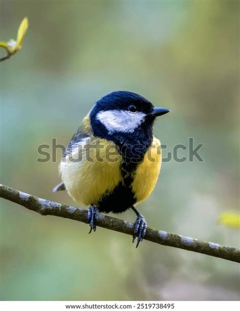Tiny Tits Cheerfully Pose Front Camera Stock Photo 2519738495 Shutterstock