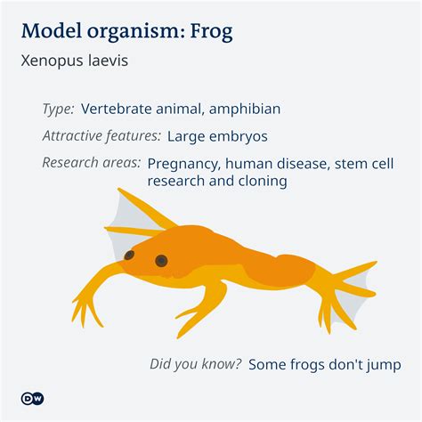 Model organisms are more than just monkeys and mice | Science| In-depth