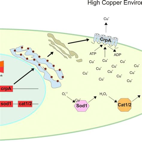 Copper Homeostasis Scheme For A Nidulans And A Fumigatus Under