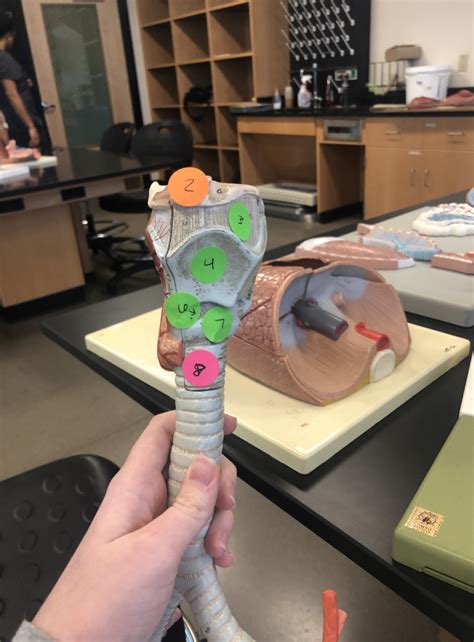 anatomy   larynx model  diagram quizlet