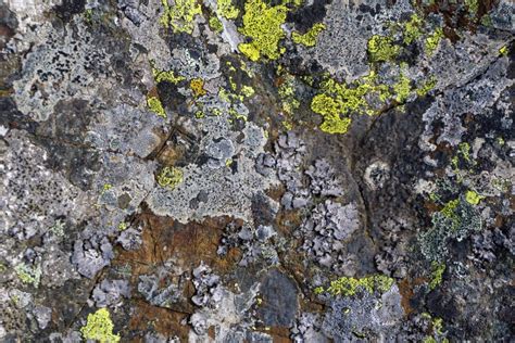 Background, Texture: Surface of a Granite Boulder with Spots of Lichens ...