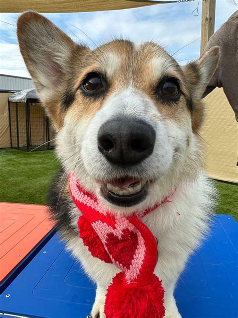 Craigslist nc greenville nc listings help residents find great deals 13