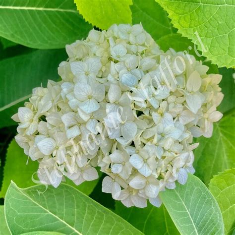 Panicle Hydrangea - Etsy