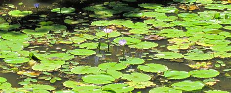 Sunday lunches Plettenberg Bay. Restaurant reviews in Plettenberg Bay