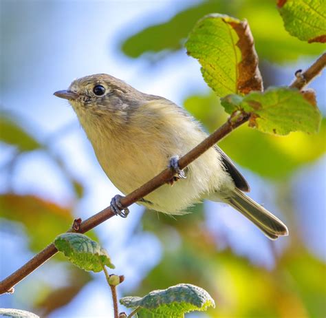 Reference Guides and Resources — Sacramento Audubon Society