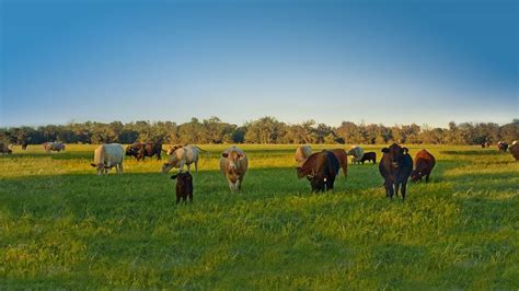 Creating An Optimal Cattle Pasture Your Expert Guide