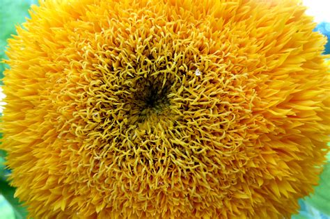 цветок-мочалка | flower-sponge | Oksana Kosacheva | Flickr