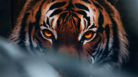 tiger face  laptop full hd p hd  wallpapersimages