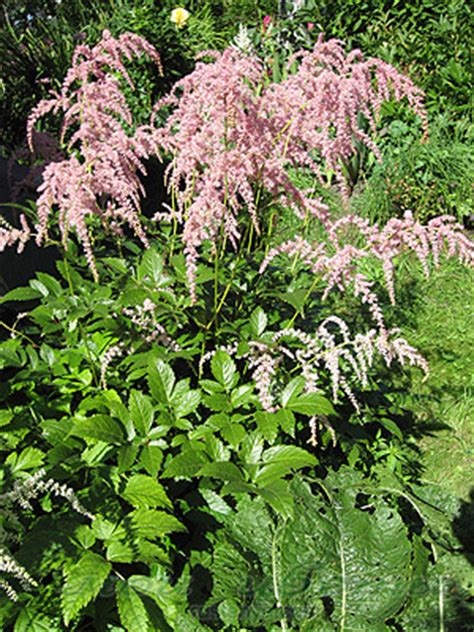 Астильба Тунберга Ред Чарм - Red Charm - фото - выращивание и уход ...