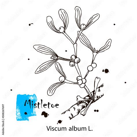 Mistletoe hand drawn ink botanical illustration. Vector black and white ...