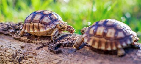 Baby Tortoise Stock Photos, Images and Backgrounds for Free Download