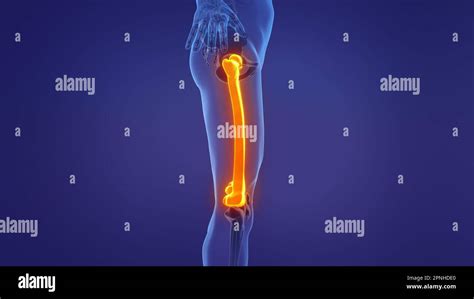 Anatomy of the human femur Stock Photo - Alamy