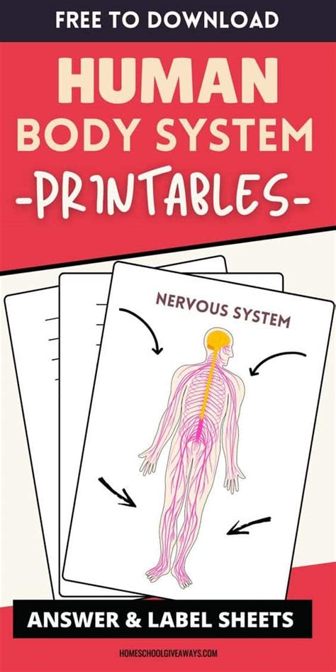 Human Anatomy Freebies & Instant Downloads - Worksheets Library 