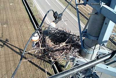 電柱にカラスの巣を見つけたら一報を