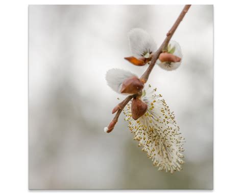 Pussy Willows Gallery Wall Collage Set Of Photo Prints Wall Art