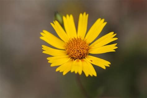 abyssinica images browse  stock  vectors  video adobe