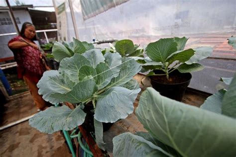 top kampung sayur jadi trik pemkot yogyakarta tekan stunting genpi