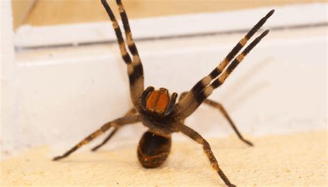 Picada de Aranha Armadeira Sintomas Tratamento e Prevenção