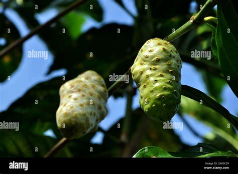 El fruto de Morinda citrifolia o noni es un árbol que produce frutos de