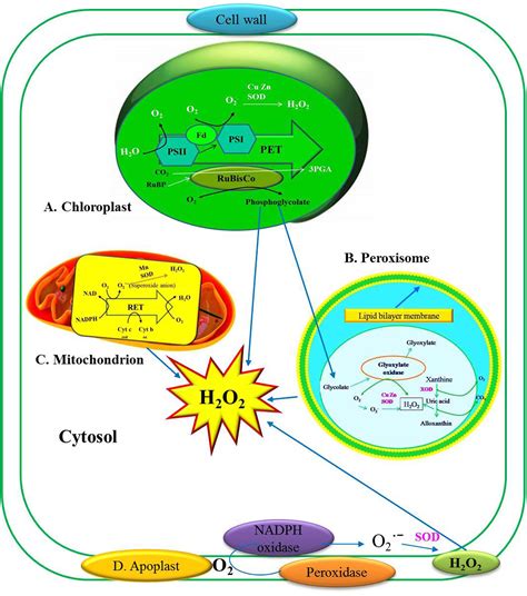 Frontiers | Cross Talk between H2O2 and Interacting Signal Molecules