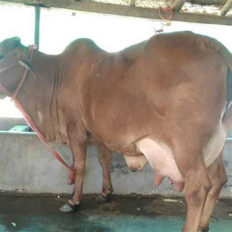 Sahiwal Cow at Best Price in Karnal, Haryana | S. D. FARM