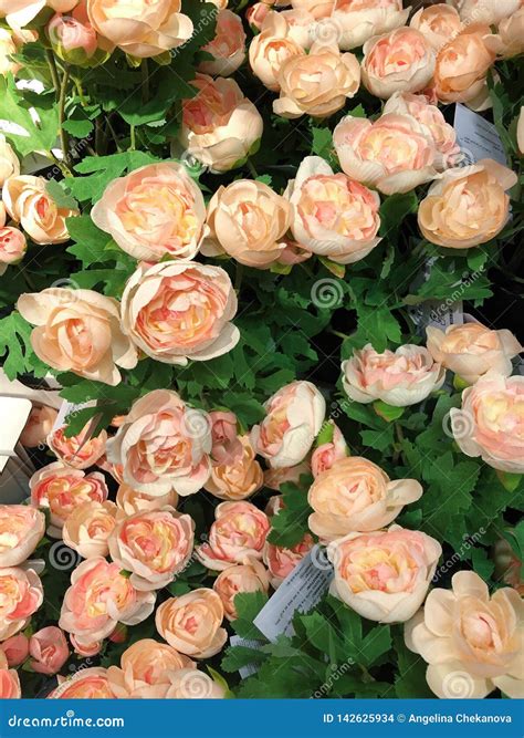 Beautiful Artificial Pink Roses on the Market Stock Photo - Image of