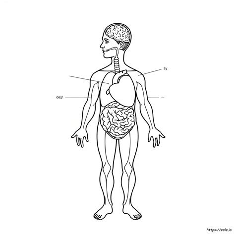 Desenho Corpo Humano Para Colorir - 6