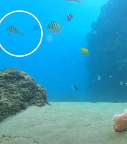 Viewers Shocked As Man Sends Salmon To Ocean Depths With GoPro To ...