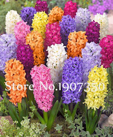 100pcs Hyacinth Bonsai Hyacinthus Orientalis Flower Living Room