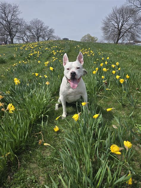 Cute Metro Detroit Pets from April | Pet SEEN | seenthemagazine.com