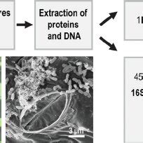 (PDF) Community proteogenomics reveals insights into the physiology of ...