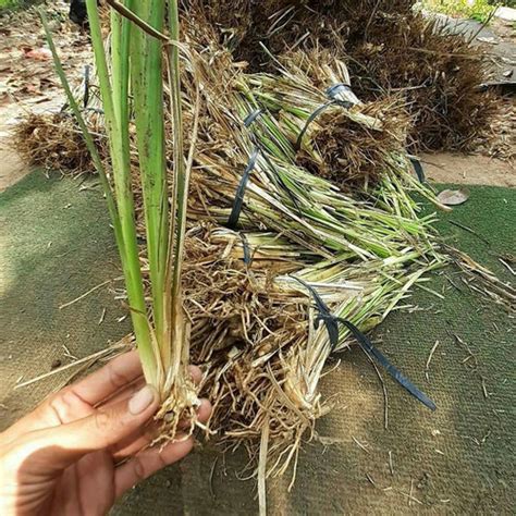 Jual Rumput Vetiver Akar Wangi Pencegah Longsor Penahan Tanah Kab