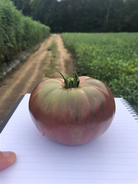 Darkstar Hybrid Tomato Seeds Tomato Growers Tomato Growers Supply