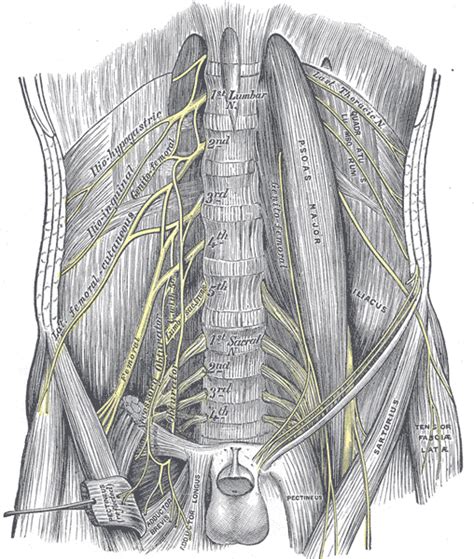 Lumbosacral Plexus Anatomy And Nerves Medical Library